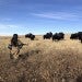 Woman and Buffalo