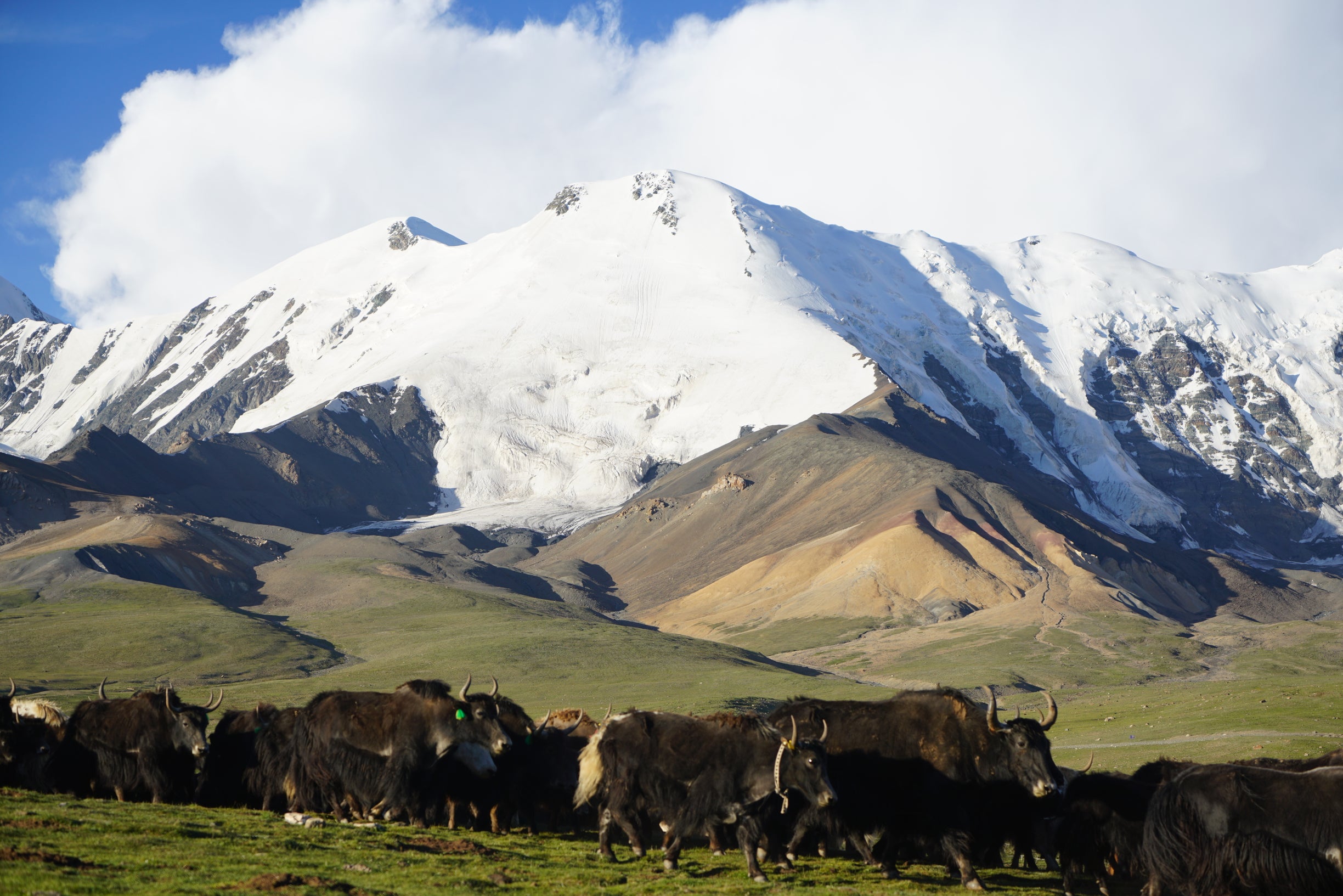 Moutains and Yaks