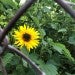 Flower behind fence 