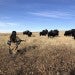 Woman and Buffalo