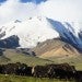 Moutains and Yaks